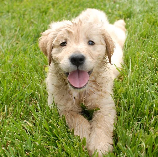 Twissk NutriFive Core Protection Cat Food – Baked Pumpkin Duck