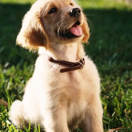 Twissk NutriFive Core Protection Cat Food – Baked Pumpkin Duck