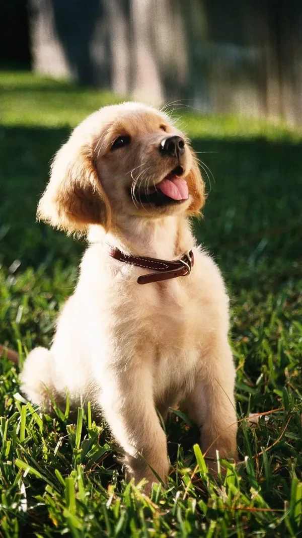 Twissk NutriFive Core Protection Cat Food – Baked Pumpkin Duck