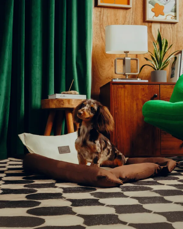 Dezen petcare0141 Twissk Oasis Series:Pet Bed