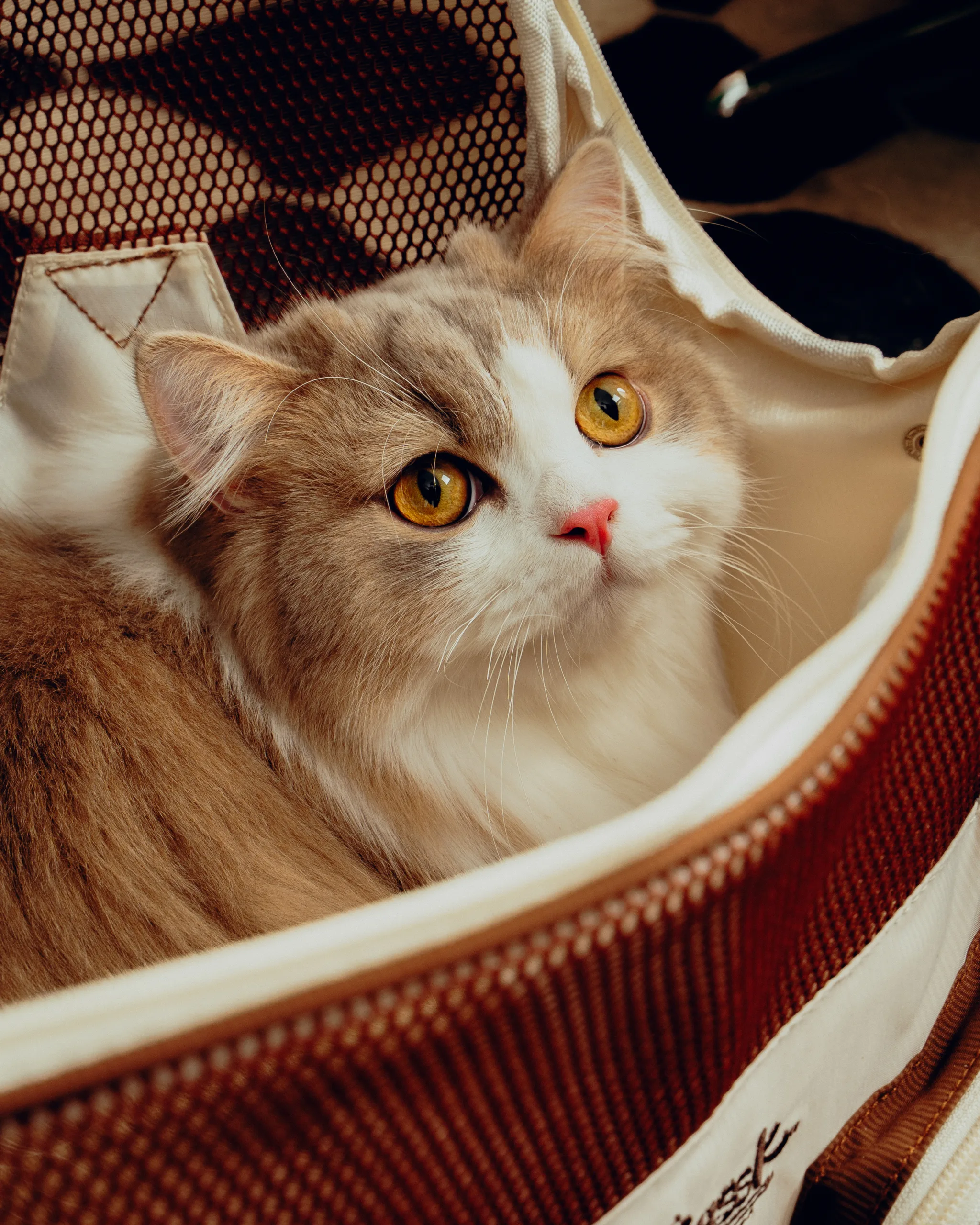Dezen petcare0849